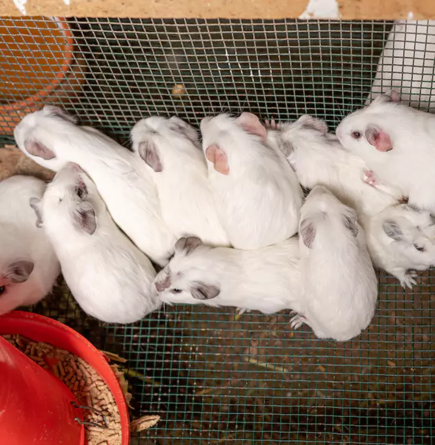 Why Choose Rapid Pest Control Dallas for Rat Infestation in Dallas, OR?