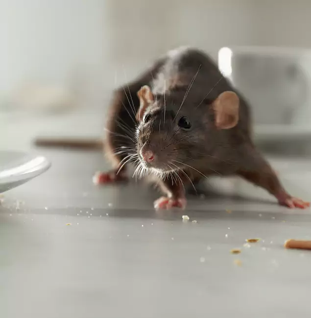 Why Choose Rapid Pest Control Dallas for Rodent Control in Dallas, OR?