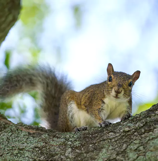 Why Dallas, OR Relies on Rapid Pest Control Dallas for Squirrel Pest Control?