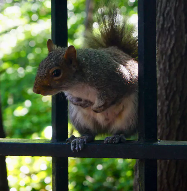 Why Dallas, OR Chooses Rapid Pest Control Dallas for Squirrel Removal?