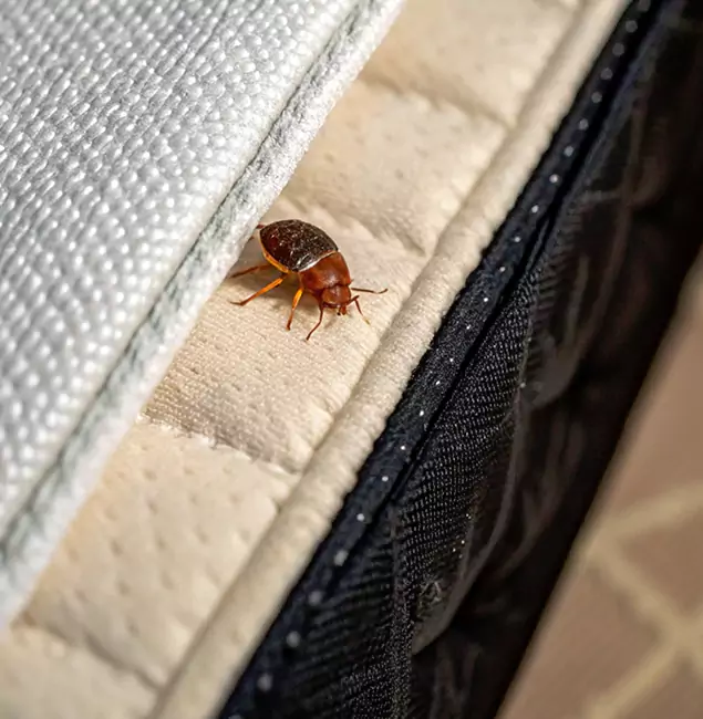 Why Dallas Homeowners Trust Rapid Pest Control Dallas for Tick Treatment?