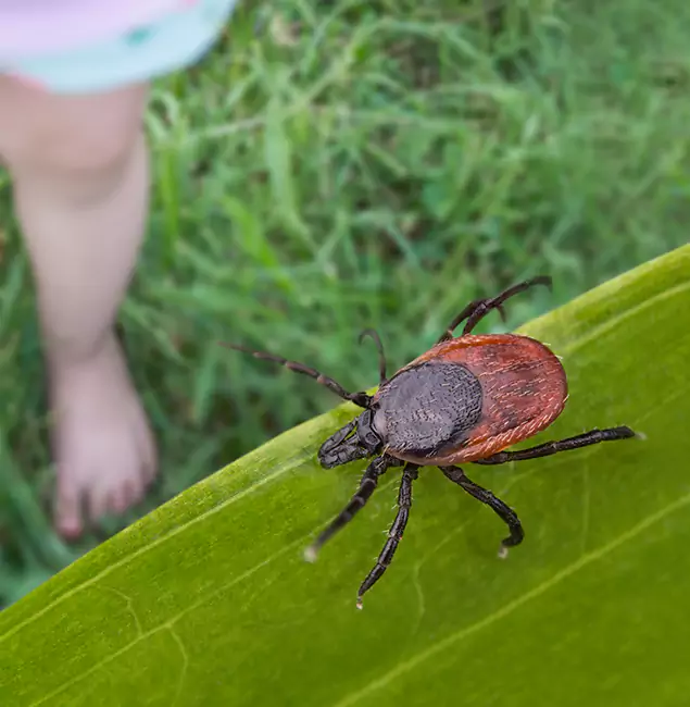Why Dallas Homeowners Choose Rapid Pest Control Dallas for Tick Extermination?