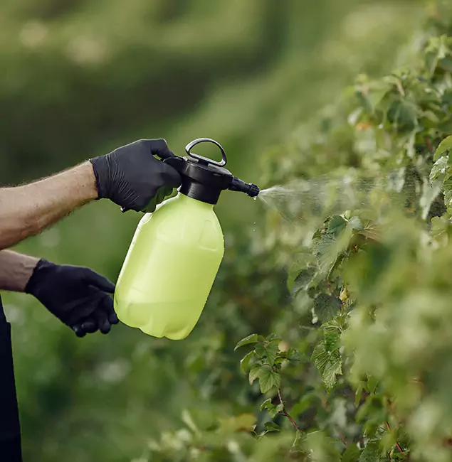 Why Dallas Homeowners Choose Rapid Pest Control Dallas for Yard Tick Treatment?