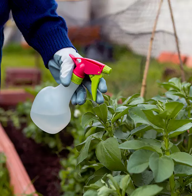 Why Dallas Relies on Rapid Pest Control Dallas for Wasp Control Services?