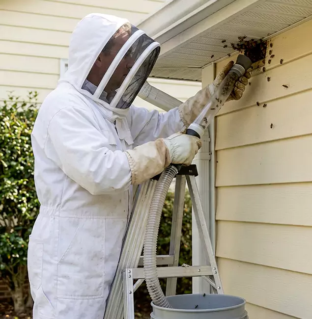 Why Dallas Trusts Rapid Pest Control Dallas for Wasp Control?