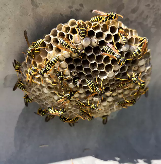 Why Dallas Chooses Rapid Pest Control Dallas for Wasp Control Services?