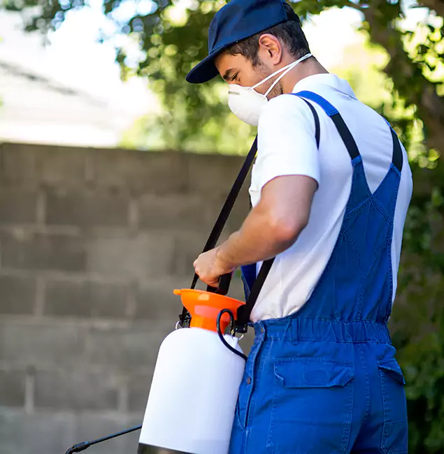 Why Rapid Pest Control Dallas Is the Right Choice for Yellow Jacket Removal in Dallas, OR?