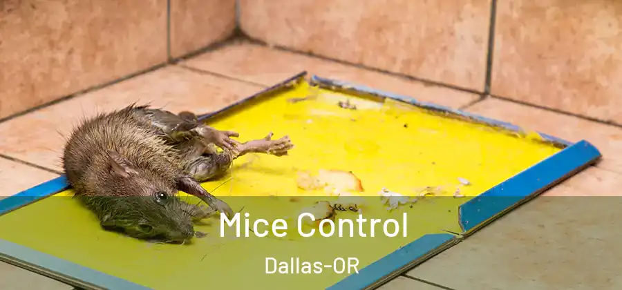 Mice Control Dallas-OR