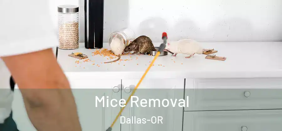 Mice Removal Dallas-OR