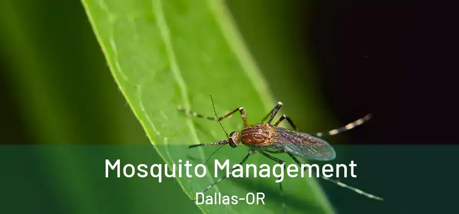 Mosquito Management Dallas-OR