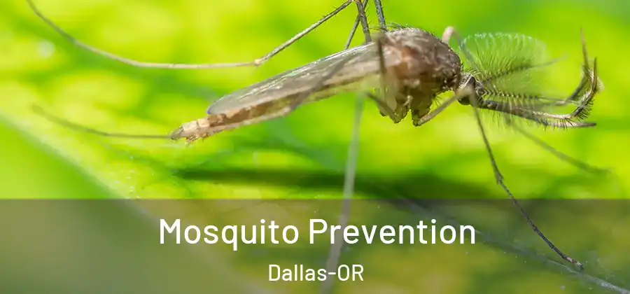 Mosquito Prevention Dallas-OR