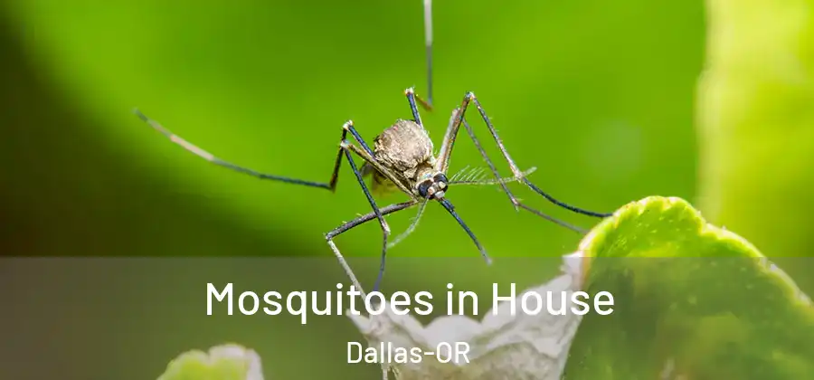 Mosquitoes in House Dallas-OR