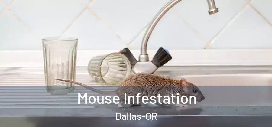 Mouse Infestation Dallas-OR
