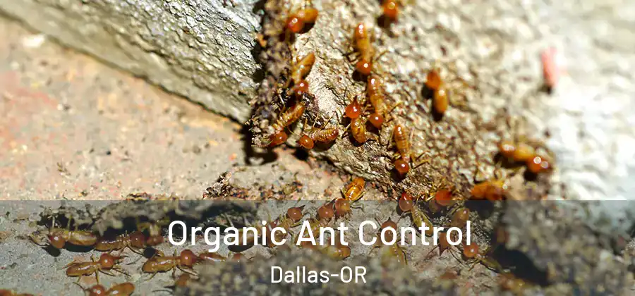 Organic Ant Control Dallas-OR
