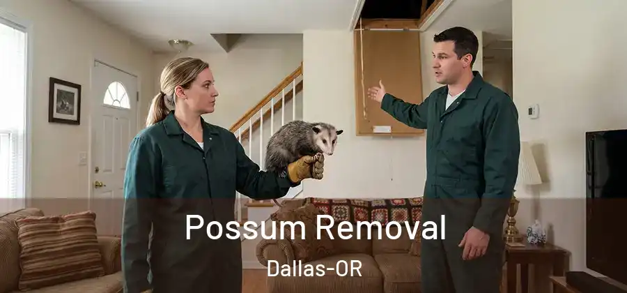 Possum Removal Dallas-OR