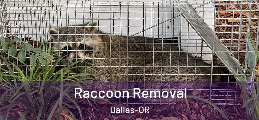 Raccoon Removal Dallas-OR
