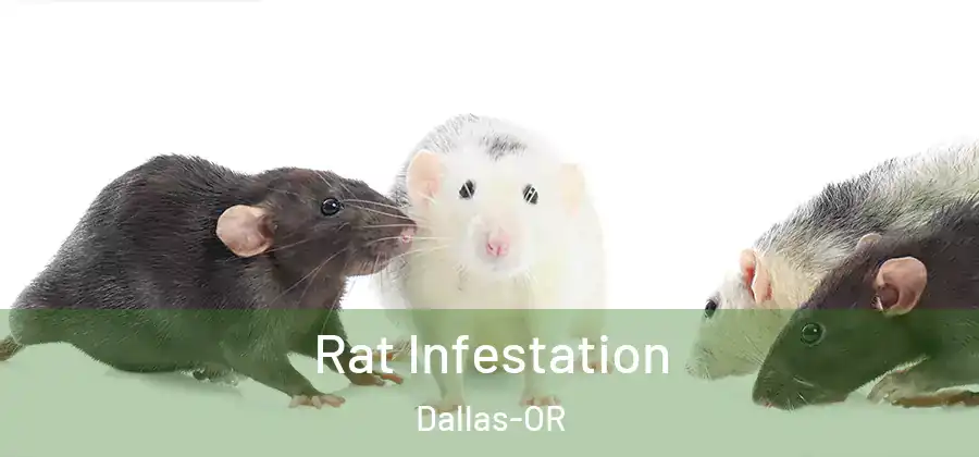 Rat Infestation Dallas-OR