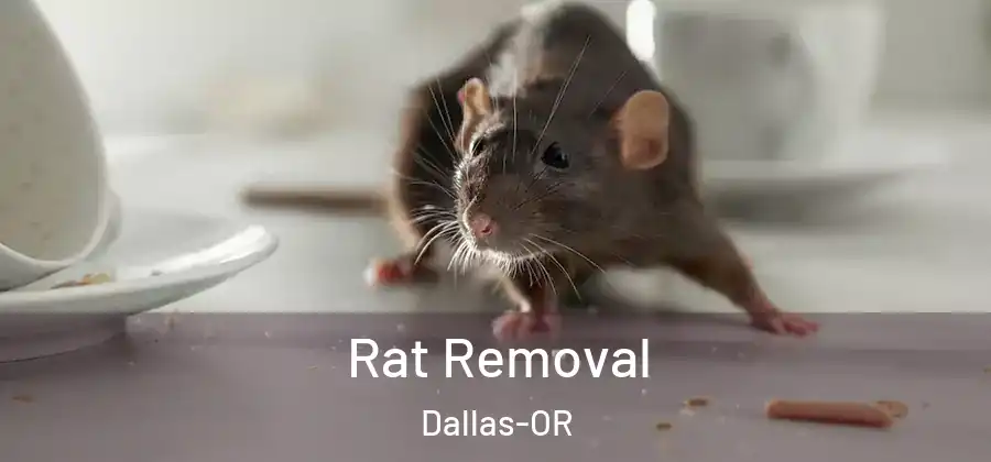  Rat Removal Dallas-OR