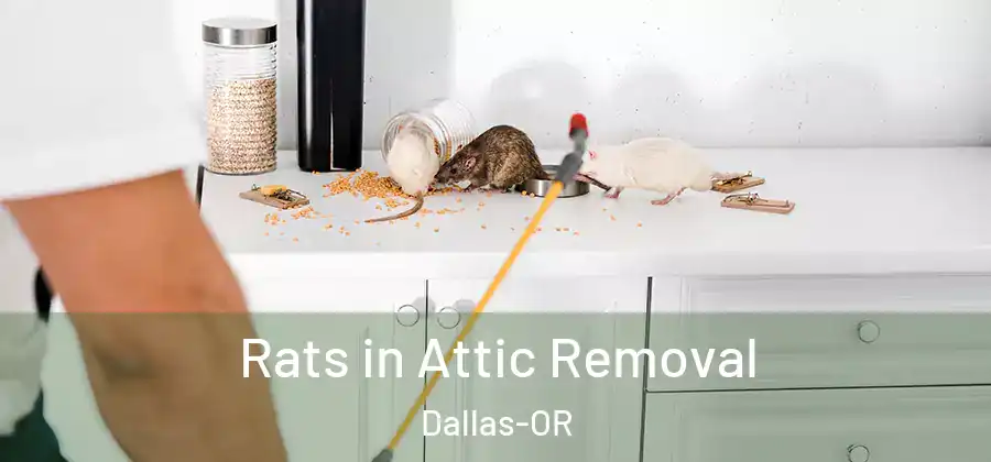  Rats in Attic Removal Dallas-OR