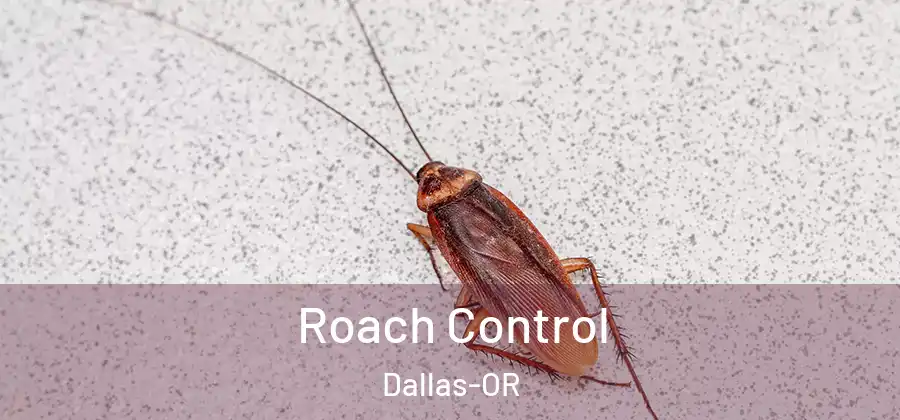  Roach Control Dallas-OR