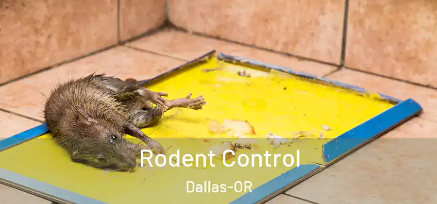 Rodent Control Dallas-OR