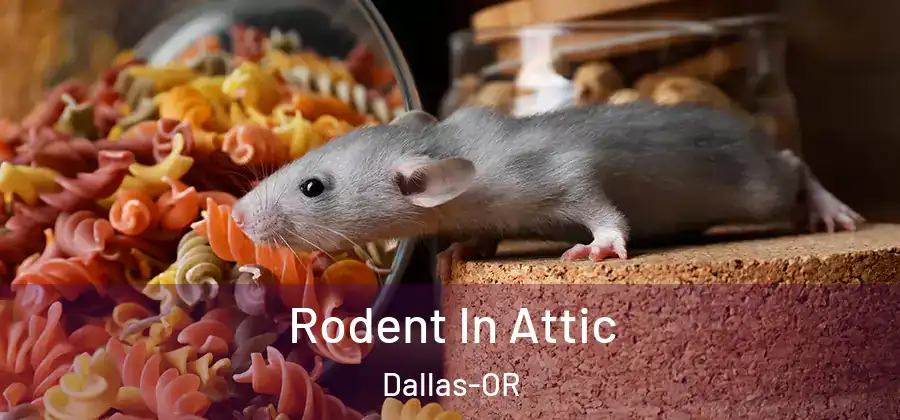 Rodent In Attic Dallas-OR