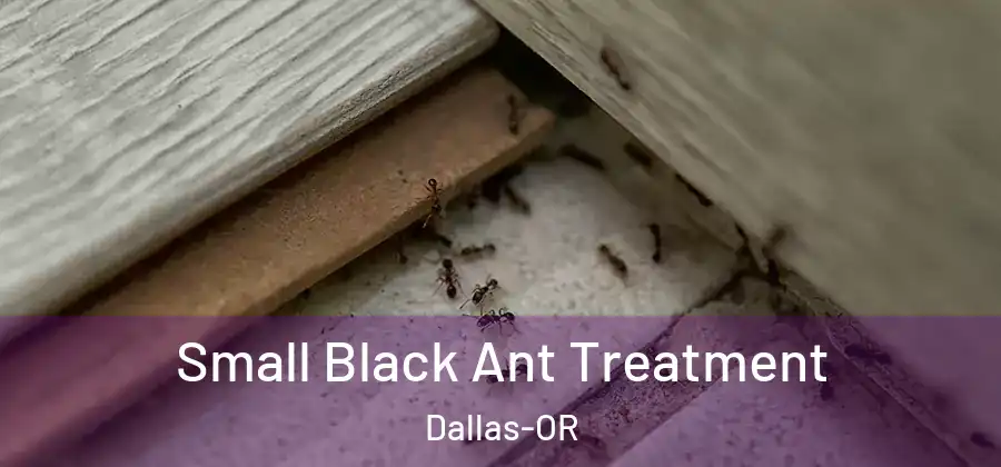 Small Black Ant Treatment Dallas-OR