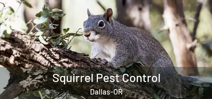 Squirrel Pest Control Dallas-OR