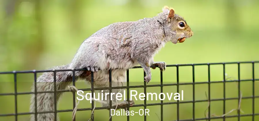 Squirrel Removal Dallas-OR