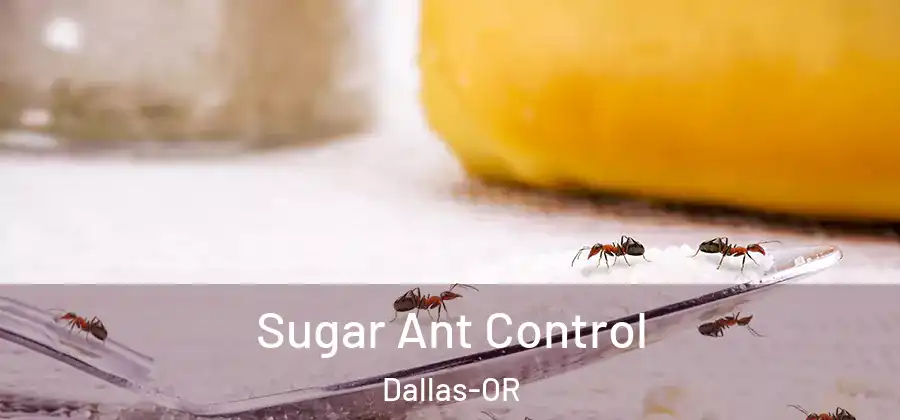 Sugar Ant Control Dallas-OR