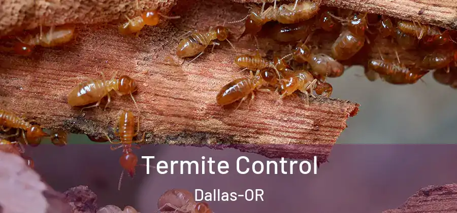 Termite Control Dallas-OR