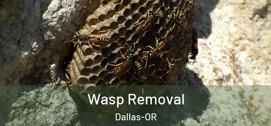 Wasp Removal Dallas-OR