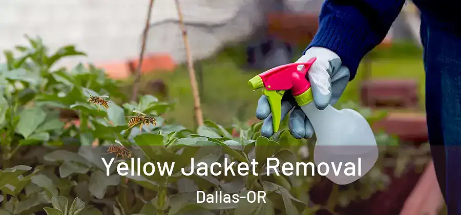 Yellow Jacket Removal Dallas-OR